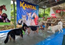 La Cani Cross en su 3era edición La Cani Cross, según sus organizadores, no es una carrera cualquiera, es una competencia especialmente diseñada para que los perros corran junto a sus dueños, compartiendo un recorrido de 2.5 kilómetros lleno de retos, entusiasmo y espíritu deportivo.